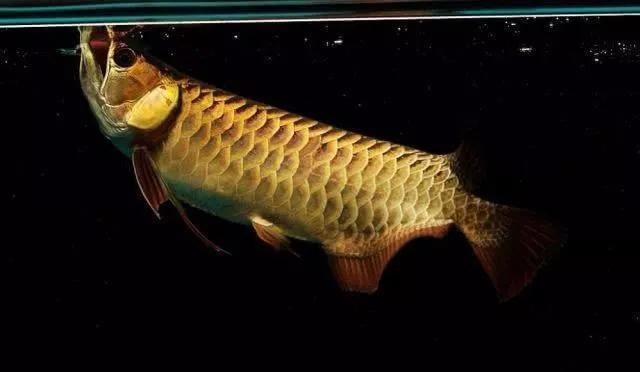 不同龍魚品種的光照需求：不同品種的龍魚對光照的需求各有不同