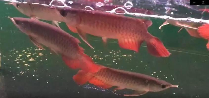 不同龍魚品種的光照需求：不同品種的龍魚對光照的需求各有不同