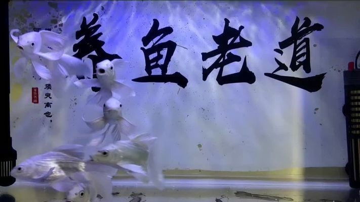 魚缸水質管理的重要性是養魚成功的關鍵之一:過濾好的魚缸換水頻率可以根據季節變化對養魚有影響 魚缸百科 第1張 魚缸水質管理的重要性是養魚成功的關鍵之一:過濾好的魚缸換水頻率可以根據季節變化對養魚有影響 魚缸水質管理的重要性是養魚成功的關鍵之一:過濾好的魚缸換水頻率可以根據季節變化對養魚有影響 魚缸百科 第1張