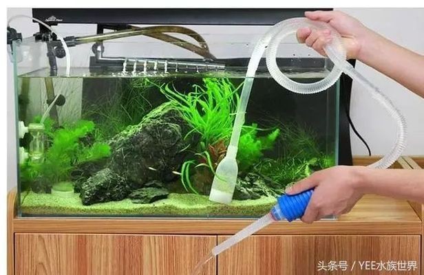 魚缸水質管理的重要性是養魚成功的關鍵之一:過濾好的魚缸換水頻率可以根據季節變化對養魚有影響 魚缸百科 第3張 魚缸水質管理的重要性是養魚成功的關鍵之一:過濾好的魚缸換水頻率可以根據季節變化對養魚有影響 魚缸水質管理的重要性是養魚成功的關鍵之一:過濾好的魚缸換水頻率可以根據季節變化對養魚有影響 魚缸百科 第3張