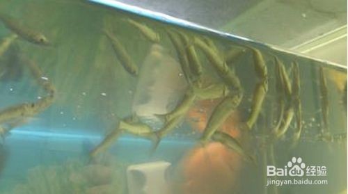 魚缸水質管理的重要性是養魚成功的關鍵之一：過濾好的魚缸換水頻率可以根據季節變化對養魚有影響 魚缸水質管理的重要性是養魚成功的關鍵之一：過濾好的魚缸換水頻率可以根據季節變化對養魚有影響 魚缸百科 第2張