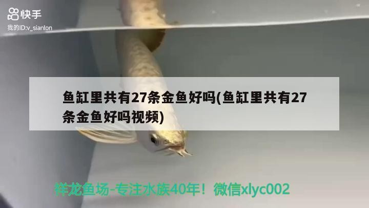 魚缸里共有27條金魚好嗎(魚缸里共有27條金魚好嗎視頻) 魚缸里共有27條金魚好嗎(魚缸里共有27條金魚好嗎視頻) 龍魚百科