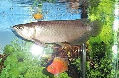金龍魚正常水溫范圍是多少：金龍魚正常水溫范圍是多少金龍魚正常水溫范圍是多少