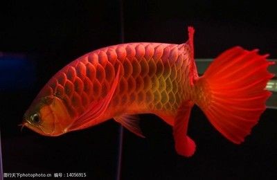 什么是過背紅龍魚：過背紅龍魚是一種熱帶觀賞魚