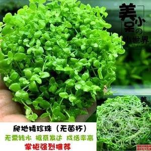 淡水魚缸養什么水草好(淡水魚缸中的水鱸科魚缸中的水草種類及其特點及注意事項) 魚缸百科 第3張 淡水魚缸養什么水草好(淡水魚缸中的水鱸科魚缸中的水草種類及其特點及注意事項) 淡水魚缸養什么水草好(淡水魚缸中的水鱸科魚缸中的水草種類及其特點及注意事項) 魚缸百科 第3張