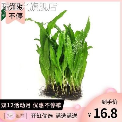 淡水魚缸養什么水草好（淡水魚缸中的水鱸科魚缸中的水草種類及其特點及注意事項） 淡水魚缸養什么水草好（淡水魚缸中的水鱸科魚缸中的水草種類及其特點及注意事項） 魚缸百科 第2張