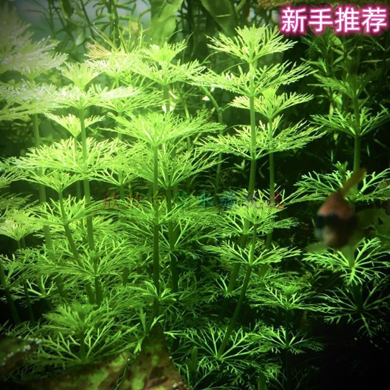 淡水魚缸養什么水草好(淡水魚缸中的水鱸科魚缸中的水草種類及其特點及注意事項) 魚缸百科 第1張 淡水魚缸養什么水草好(淡水魚缸中的水鱸科魚缸中的水草種類及其特點及注意事項) 淡水魚缸養什么水草好(淡水魚缸中的水鱸科魚缸中的水草種類及其特點及注意事項) 魚缸百科 第1張
