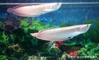 家里養銀龍魚好還是金龍魚好（金龍魚和銀龍魚哪個好養360問答金龍魚和銀龍魚哪個好養）