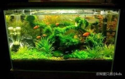 黑魚魚缸造景圖（關于黑魚魚缸造景的一些建議）