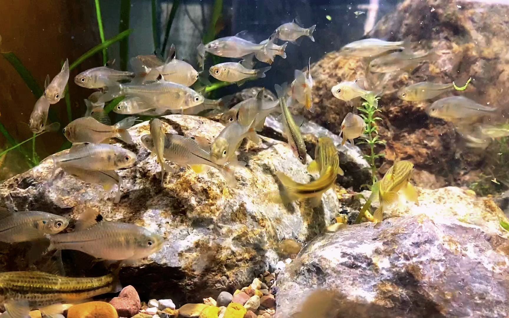 黑魚魚缸造景圖（關于黑魚魚缸造景的一些建議）