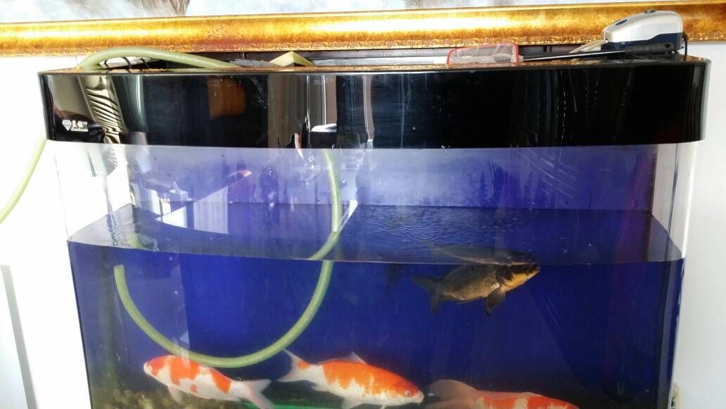 藍(lán)鉆魚缸官網(wǎng)：亞克力魚缸與玻璃魚缸對比藍(lán)鉆魚缸市場價(jià)格比較