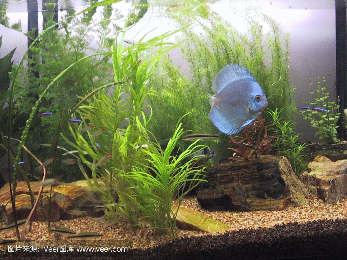 藍(lán)鉆魚缸官網(wǎng)：亞克力魚缸與玻璃魚缸對比藍(lán)鉆魚缸市場價(jià)格比較