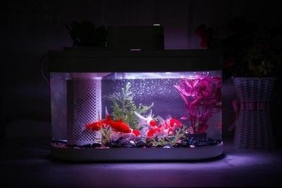 小米魚缸兩棲版好用嗎：小米魚缸兩棲版怎么樣