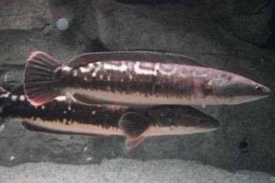 食人魚（水虎）批發：關于食人魚（水虎）批發以及貨源基地的相關信息