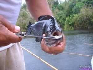 食人魚（水虎）批發：關于食人魚（水虎）批發以及貨源基地的相關信息