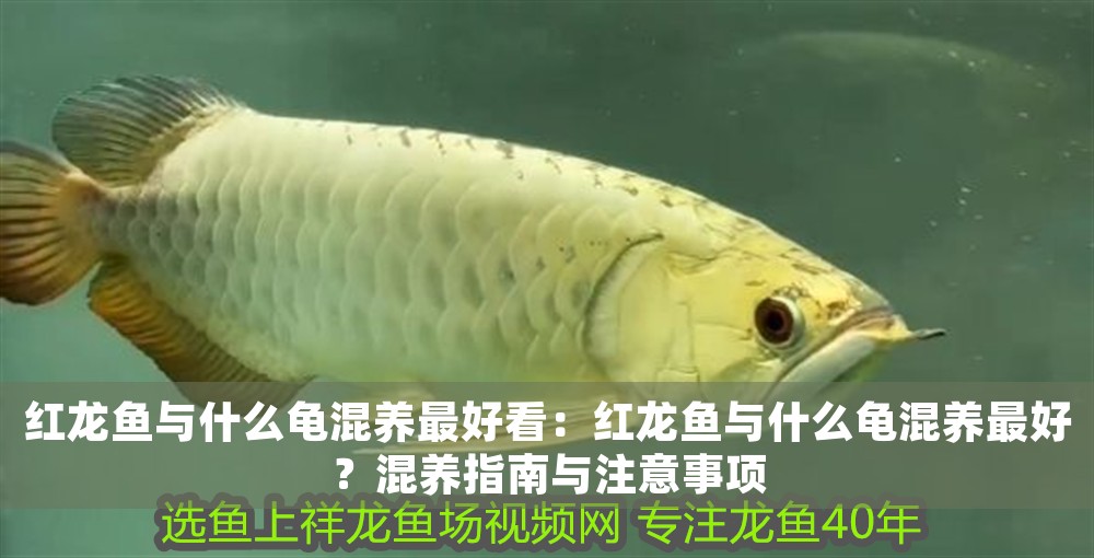 紅龍魚與什么龜混養(yǎng)最好看：紅龍魚與什么龜混養(yǎng)最好？混養(yǎng)指南與注意事項(xiàng)