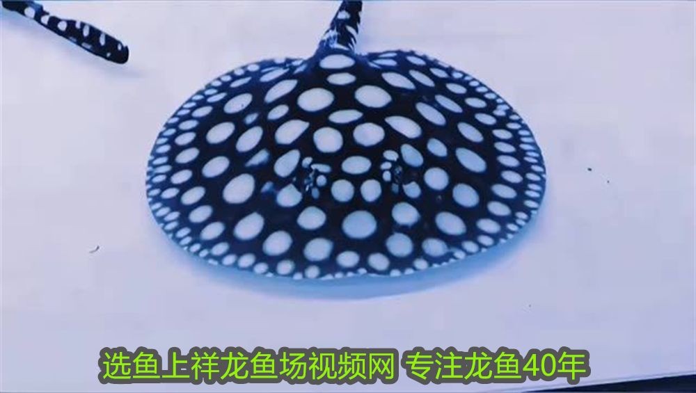 紅龍魚與什么龜混養(yǎng)最好看：紅龍魚與什么龜混養(yǎng)最好？混養(yǎng)指南與注意事項(xiàng)