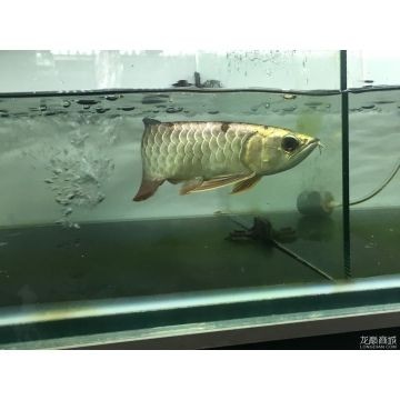 普通金龍魚23公分視頻：賣魚佬zyy11m金龍魚23公分小金頭視頻播放