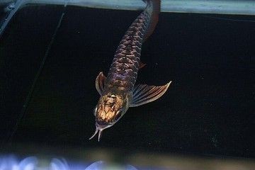 普通金龍魚23公分視頻：賣魚佬zyy11m金龍魚23公分小金頭視頻播放