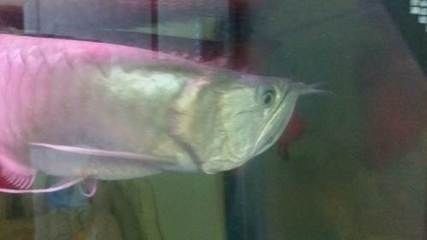 銀龍魚品種間鱗片差異：銀龍魚鱗片顏色變化原因