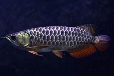 龍魚吃面包：龍魚吃面包蟲對健康有影響嗎？