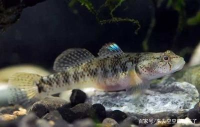 濟南市萊蕪區皓天水族館（濟南市萊蕪區皓天水族館電話）