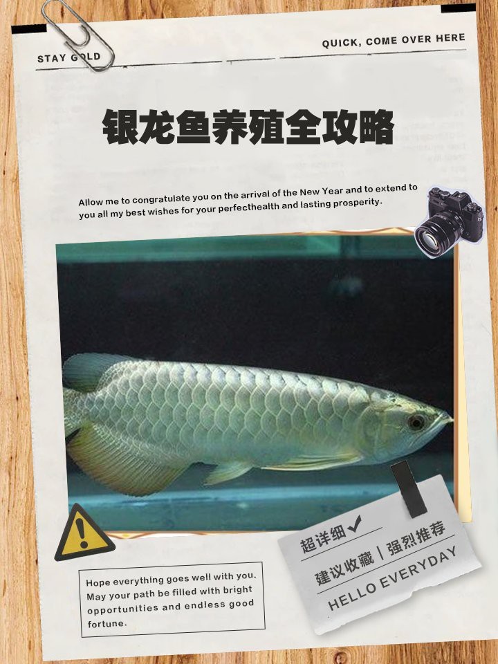 七彩銀龍魚怎么養