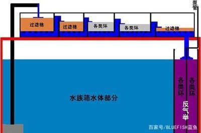 養龍魚濾材應怎樣放置（養龍魚時濾材的正確放置）