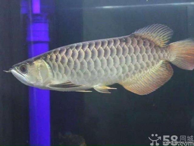 極品過背金龍魚價格：金頭過背金龍魚價格一般多少？