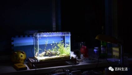 海邊的沙放魚缸可以不（海邊的沙子可以放入魚缸中嗎？）