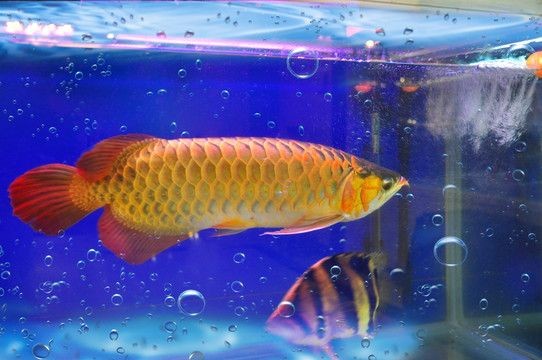 金龍魚和古典龍魚哪個龍魚好養：金龍魚和古典龍魚哪個好養金龍魚和古典龍魚哪個好養