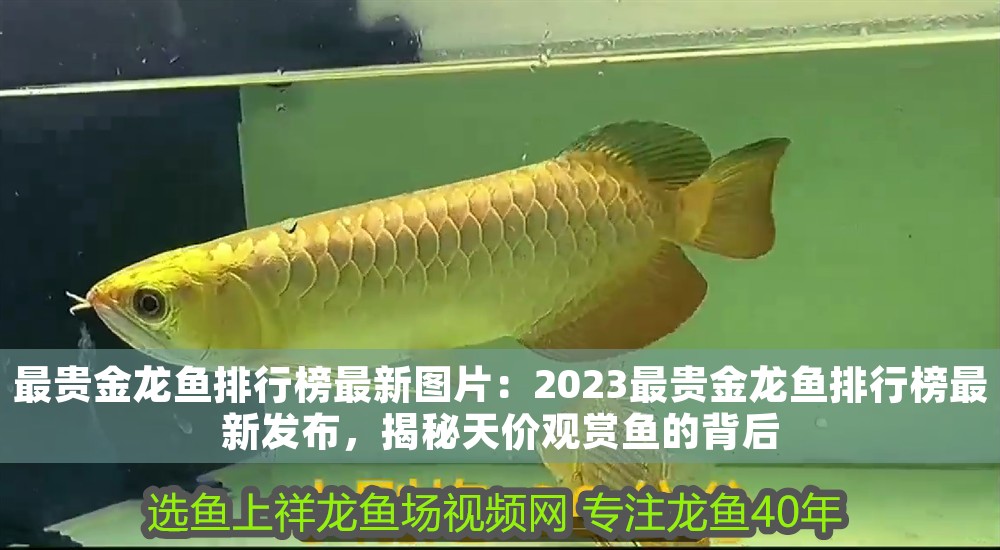 最貴金龍魚排行榜最新圖片：2023最貴金龍魚排行榜最新發布，揭秘天價觀賞魚的背后