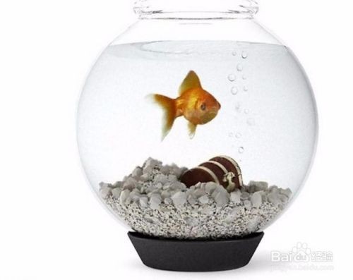 混養魚缸過濾系統選擇:混養魚缸過濾系統的選購 魚缸百科 第5張 混養魚缸過濾系統選擇:混養魚缸過濾系統的選購 混養魚缸過濾系統選擇:混養魚缸過濾系統的選購 魚缸百科 第5張