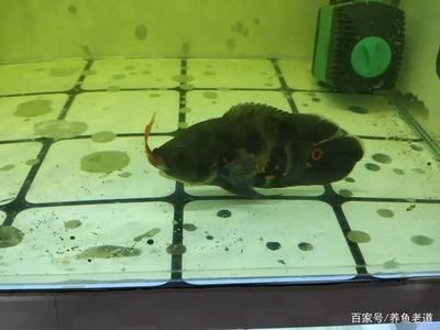 重慶龍魚魚缸：重慶龍魚魚缸，打造家居水族藝術的完美選擇