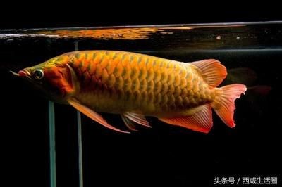 金龍魚的象征是什么