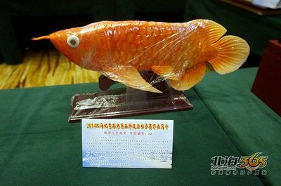 金龍魚的象征是什么