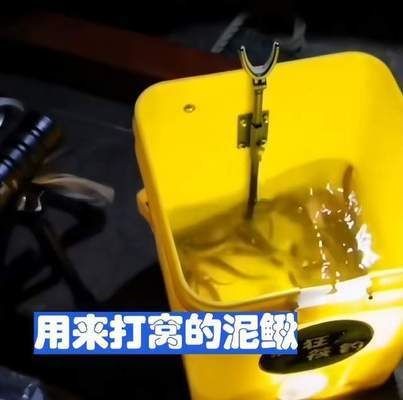 魚缸內養泥鰍的利弊：養泥鰍的利弊