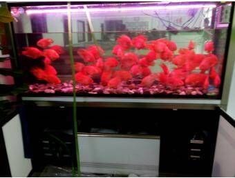 魚缸濾材的清洗和更換：底濾魚缸濾材清洗和更換頻率取決于多種因素的因素