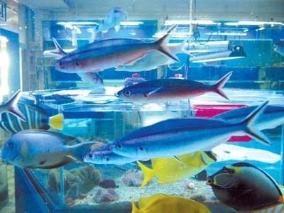 飯店魚缸中的魚老死可能是由于多種因素造成的，可能是多種因素造成的：飯店魚缸中的魚為什么會死亡？