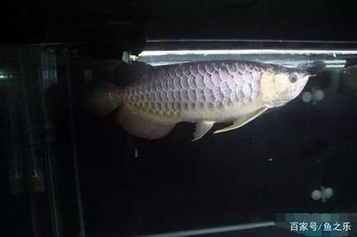 龍魚受驚嚇多久才能恢復(fù)好：龍魚受到驚嚇后的恢復(fù)時間