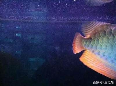 龍魚受驚嚇多久才能恢復(fù)好：龍魚受到驚嚇后的恢復(fù)時間