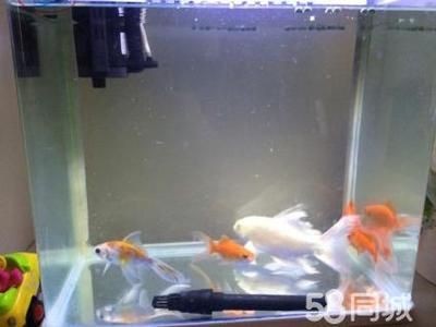 普菲特魚缸是雜牌子嗎：佛山市普菲特水族用品有限公司