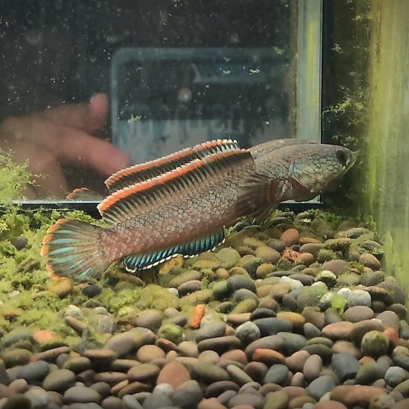 野生南鱧雷龍魚