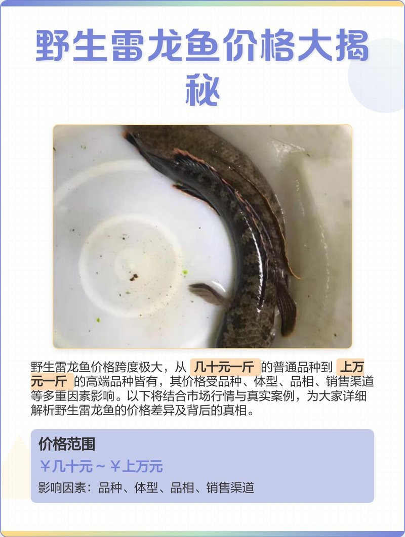野生南鱧雷龍魚