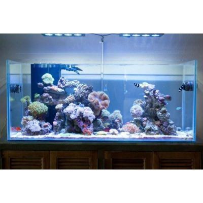廣州魚市探訪記：廣州水族文化探秘