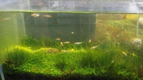 廣州魚市探訪記：廣州水族文化探秘