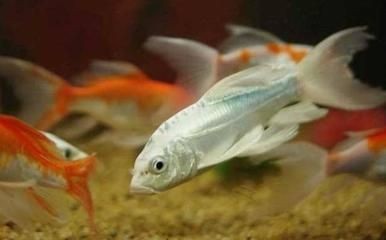 龍鳳鯉魚最佳觀賞時期：龍鳳鯉魚春季觀賞技巧龍鳳鯉魚春季觀賞技巧