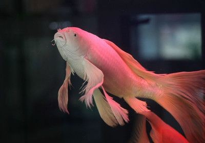 龍鳳鯉魚最佳觀賞時期：龍鳳鯉魚春季觀賞技巧龍鳳鯉魚春季觀賞技巧