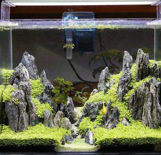 有沒有更多自然風(fēng)格的龍魚缸造景圖？