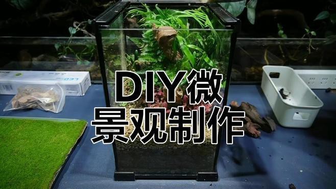 有沒有更多自然風(fēng)格的龍魚缸造景圖？